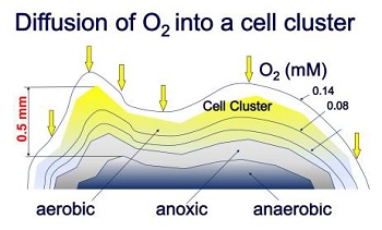 MBBR载体介质及其各自的扩散深度