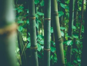 Indische Bioraffinerie wandelt Bambus mit technology von Sulzer生物乙醇um