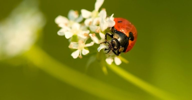 保持我们的水不含杀虫剂